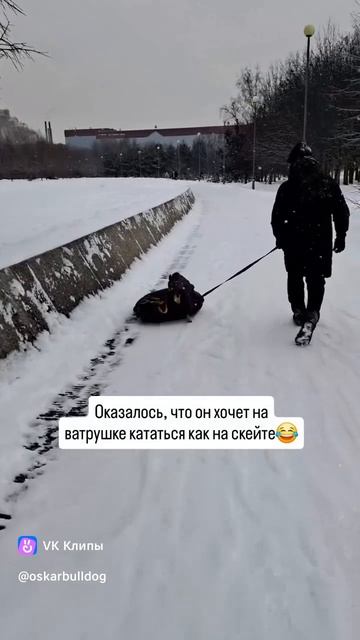 Приколы с животными смотреть онлайн