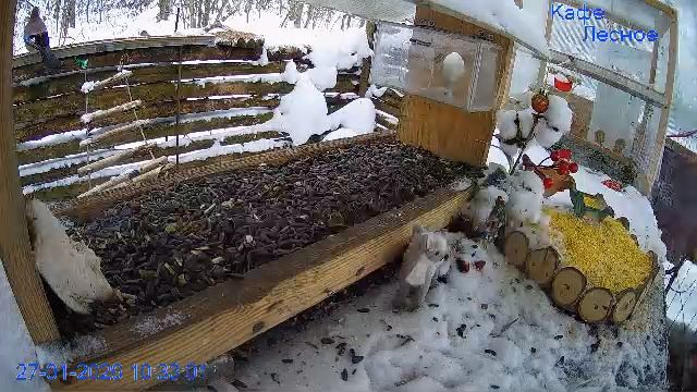 🔴 24 LIVE Главная Кормушка смотреть онлайн