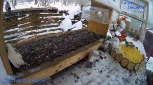 🔴 24 LIVE Главная Кормушка