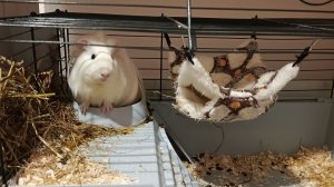 Морская свинка ,трансляция!🥰RUTUBE - смотреть видео онлайн, бесплатно