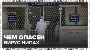 Врачи предупредили о высокой опасности вируса Нипах - Москва 24