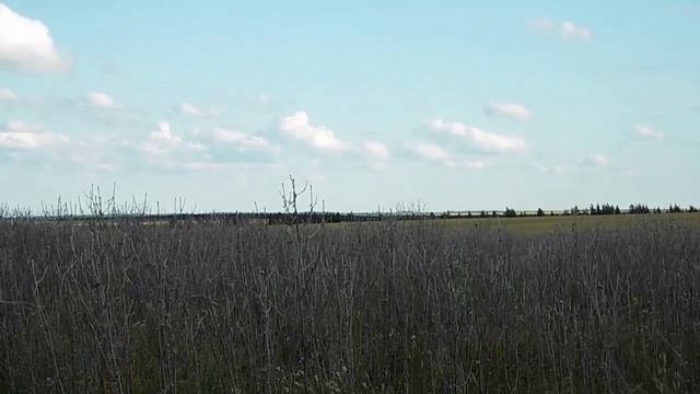 Редкие всходы мордовника смотреть онлайн