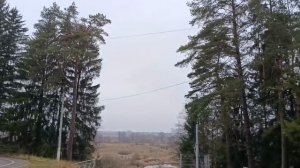 #красивый лес летом .