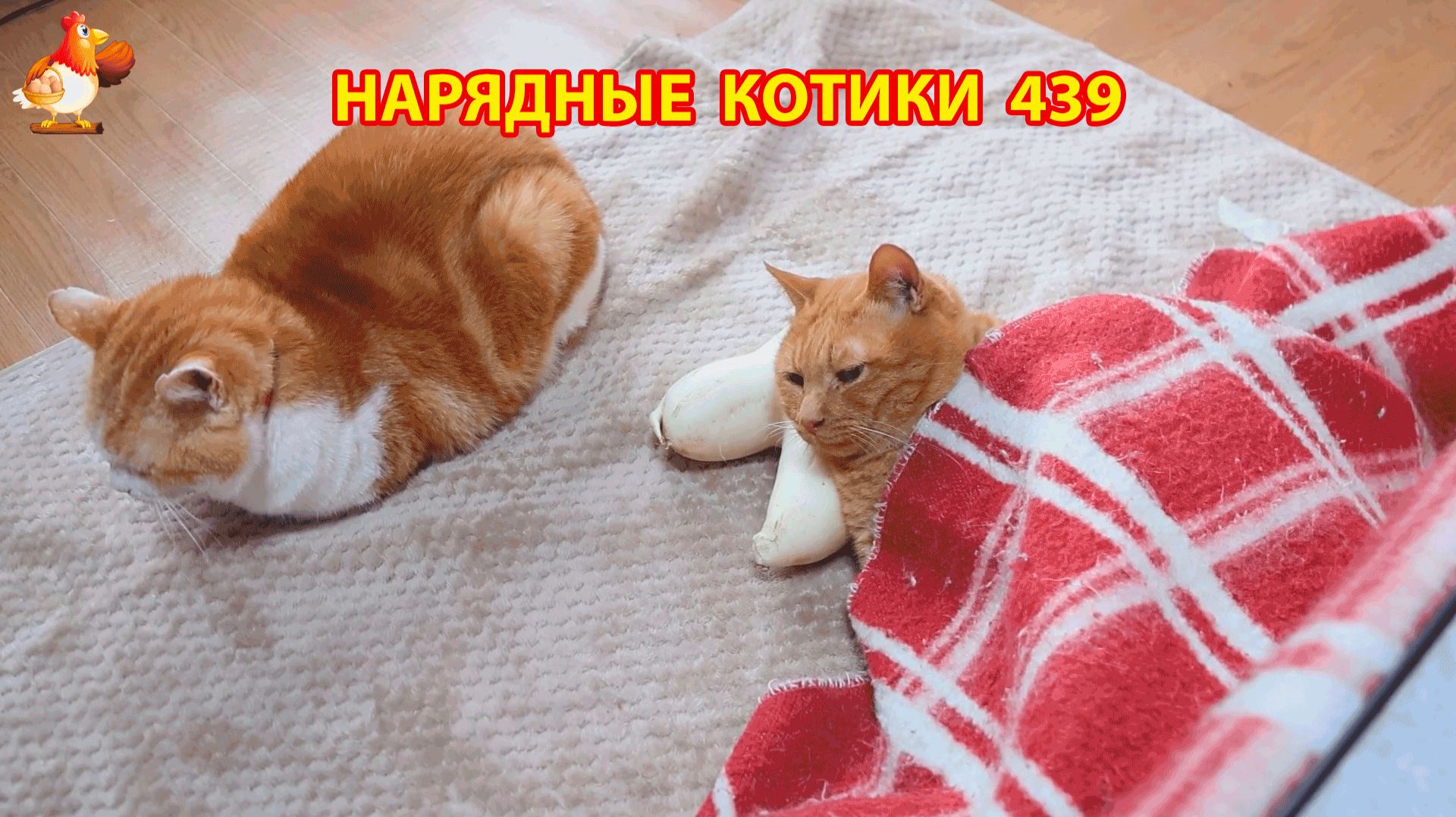Нарядные Котики расслабляются на солнышке 🌞 🐈🐈🐈 (439) смотреть онлайн