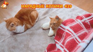 Нарядные Котики расслабляются на солнышке 🌞 🐈🐈🐈 (439)