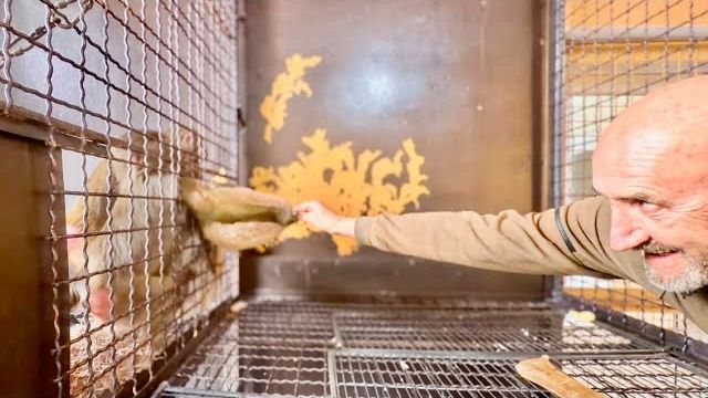 Люся и Степа никак НЕ ХОТЯТ УСТУПАТЬ ДРУГ ДРУГУ ЛЕЖАНКУ и нам пришлось ЕЕ ЗАБРАТЬ! смотреть онлайн