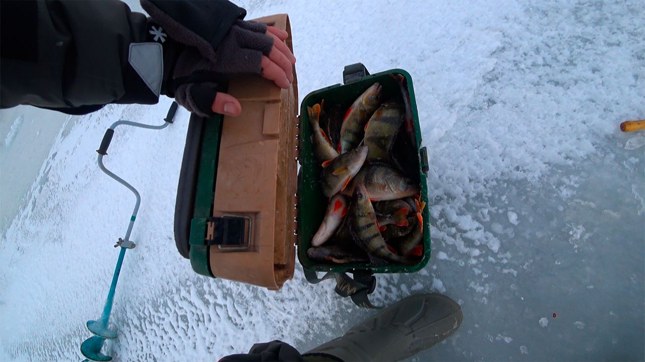 РАЗДАЧА ПО ОКУНЮ !!! ЛЕБЕДЬ ВМЕРЗ !!! смотреть онлайн