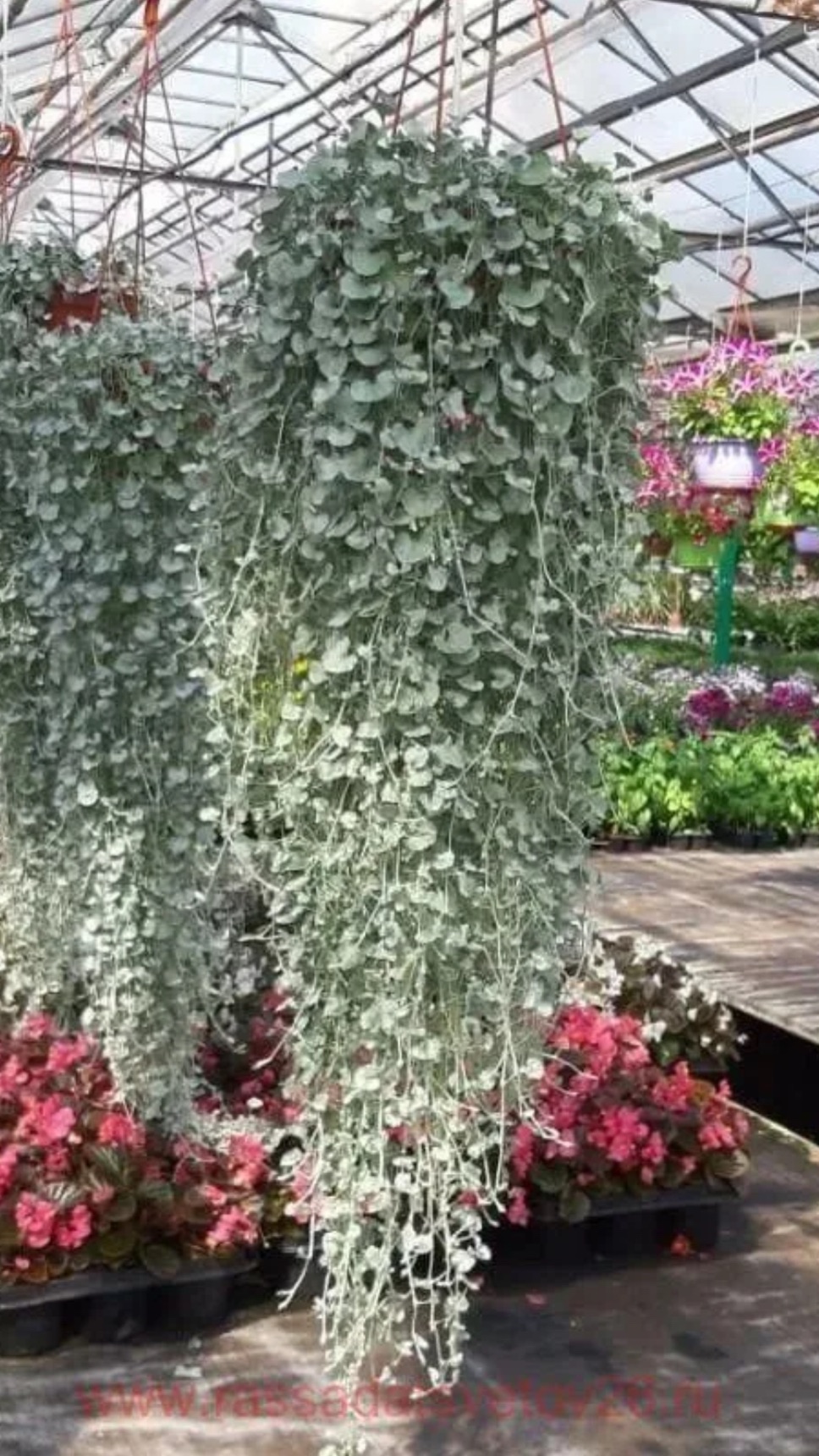 Дихондра серебристая. Размножение. смотреть онлайн