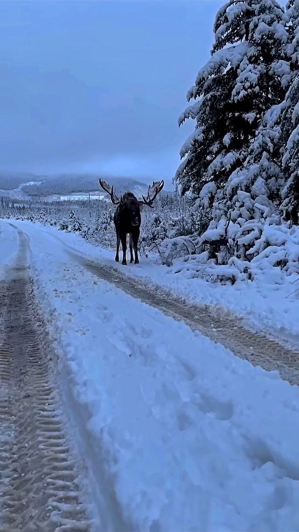 Гигантский лось- самец вышел на зимнюю дорогу смотреть онлайн