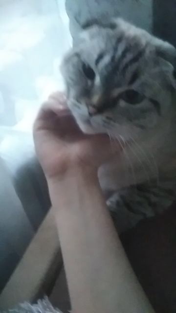 какаська смотреть онлайн