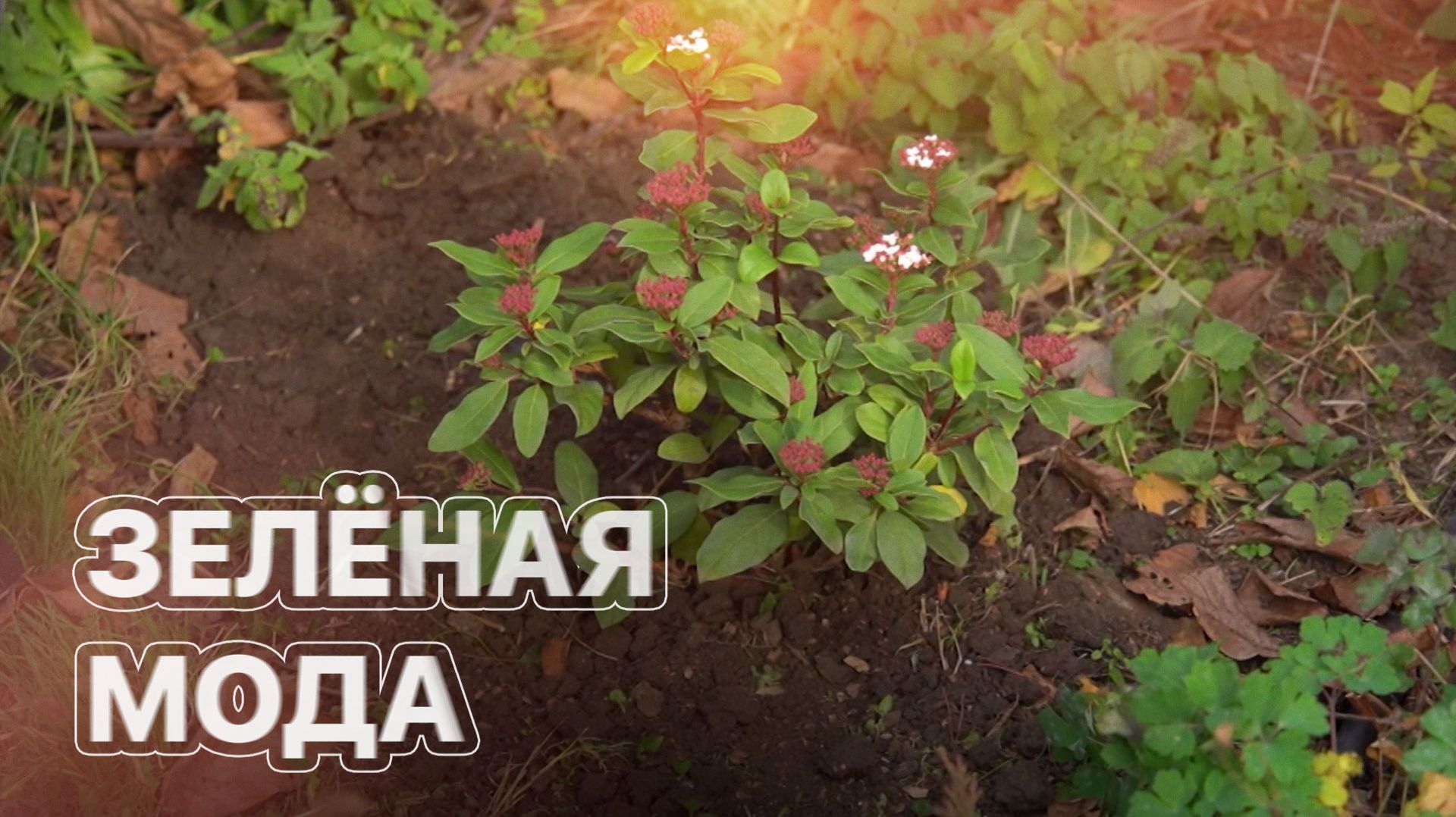 Как сочетать декоративные растения на участке? ЗЕМЛЕХОД смотреть онлайн