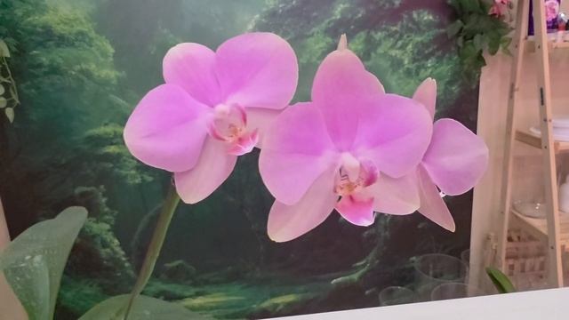 09 смотреть онлайн