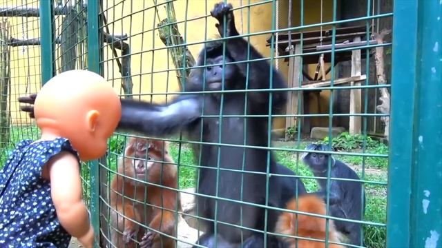 Сборник видео для детей Путешествия в зоопарки смотреть онлайн