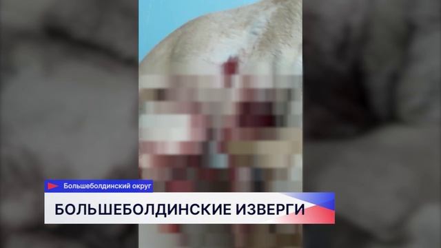 Раненная собака, которую зоозащитники отвезли в ветклинику, идет на поправку смотреть онлайн