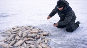 ЯМА ЗАБИТА КРУПНОЙ ГУСТЕРОЙ. КЛЁВ ТАКОЙ, АЖ УСТАЛ ЛОВИТЬ. ЛОВЛЯ НА ШАРИК И НА ДОНКУ. Астрахань.