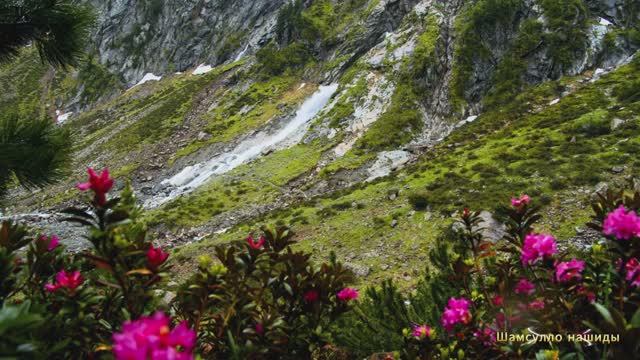 #Коран#аль-Имран#СамыеКрасивыеМеста#Отдых##Ислам#Коран#аль-Имран'#Миншавий #4кВидео#32часть# смотреть онлайн