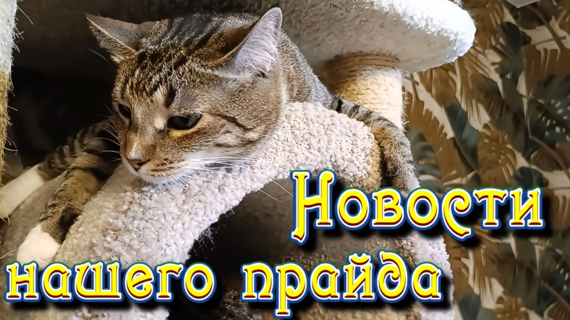 Новости нашего прайда. смотреть онлайн