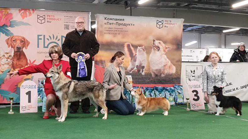 7.01.2026, СПб. Клуб "Лэсси" (РКФ, РФЛС). Выставка собак САС 1 группы FCI смотреть онлайн