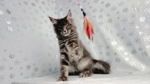 Актировка помета «Б» 19.10.2025 - питомник Чаритон Кун