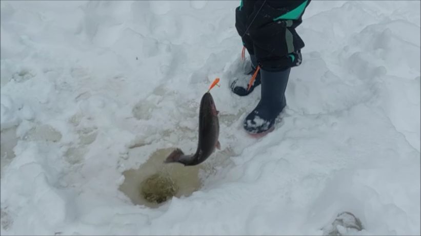 Поимки форели на активные и пассивные снасти. Клёвое место, Лосиный остров, спорт-зона. смотреть онлайн