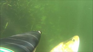 ЖЕРЕХ-СЕРЕБРИСТАЯ ТОРПЕДА . ОХОТА НА ЖЕРЕХА