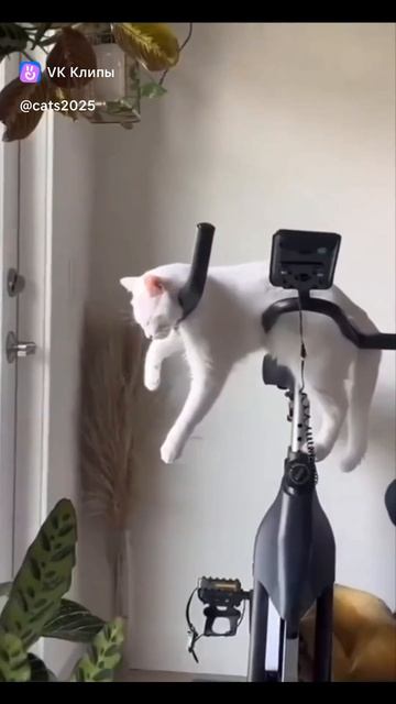 Приколы с животными смотреть онлайн