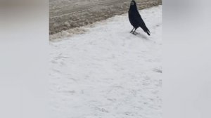 Зимушка зима ❄️Природа ❄️🌊🌨️Работа👩🦰