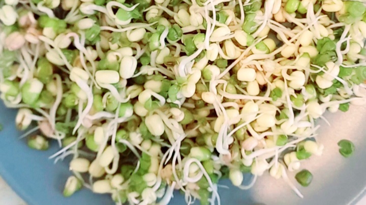 Бобы маш проращивание Бобы маш проращивание