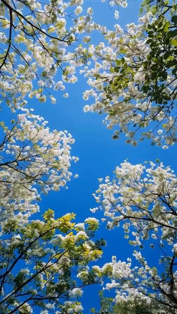 СЧАСТЬЕ-ЭТО КОГДА ТО, ЧТО ВЫ ДУМАЕТЕ, ГОВОРИТЕ И ДЕЛАЕТЕ, НАХОДИТСЯ В ГАРМОНИИ. смотреть онлайн