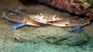 Около берега нахожу двух карбов. Верхний (агресивен) поднимает клешни.