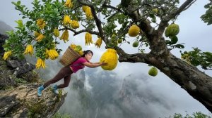 Собираю редкий плод Руки Будды на очень опасной горе. Я чуть не упала. Фуонг. Вьетнам