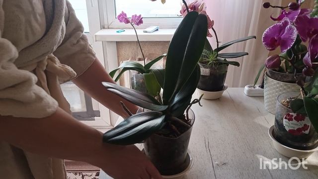 лимон для орхидей творит чудеса 🍋вот так выглядят орхидеи после лимонной процедуры 🤗 смотреть онлайн