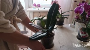 лимон для орхидей творит чудеса 🍋вот так выглядят орхидеи после лимонной процедуры 🤗