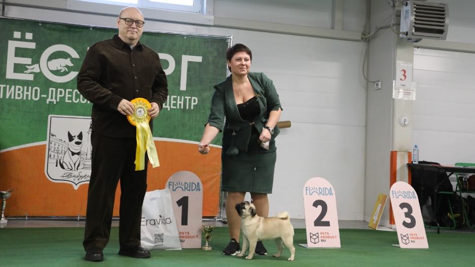 17.01.2026, СПб. Клуб "Лэсси". Открытая выставка "ШОУ МАЛЫШЕЙ" смотреть онлайн