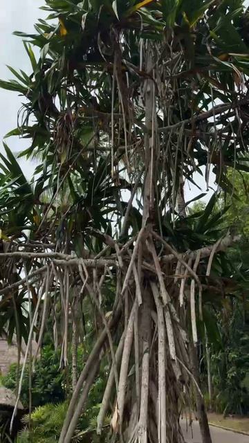 Дерево баньян смотреть онлайн