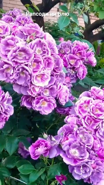 как хороши были розы... смотреть онлайн