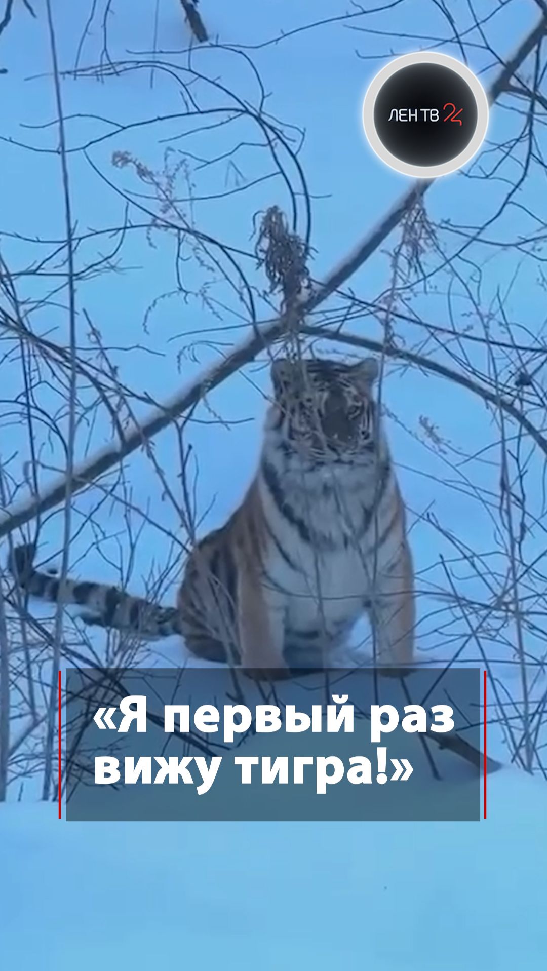 «Я первый раз вижу тигра!» смотреть онлайн