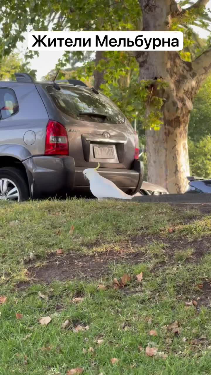 Жители Мельбурна. смотреть онлайн