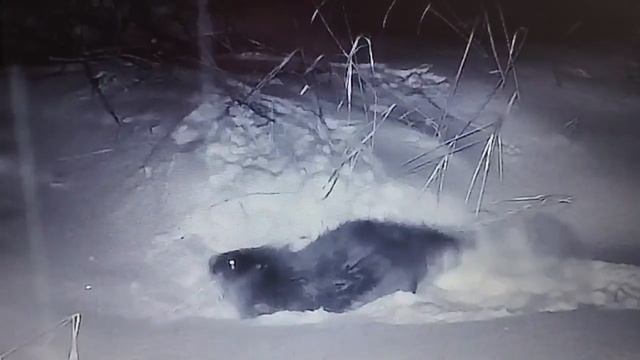 1000043066.mp4 смотреть онлайн