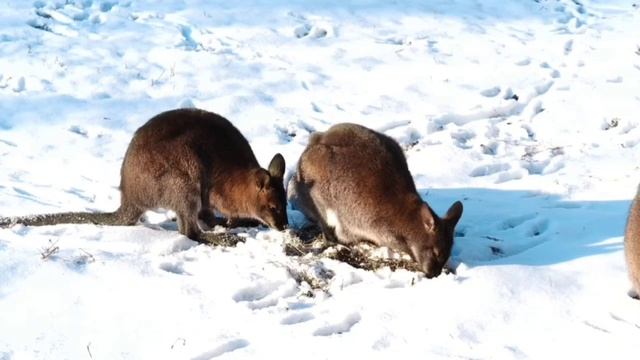 ❄️ Более странной картины, чем кенгуру 🐾 на снегу, вы сегодня не увидите…
