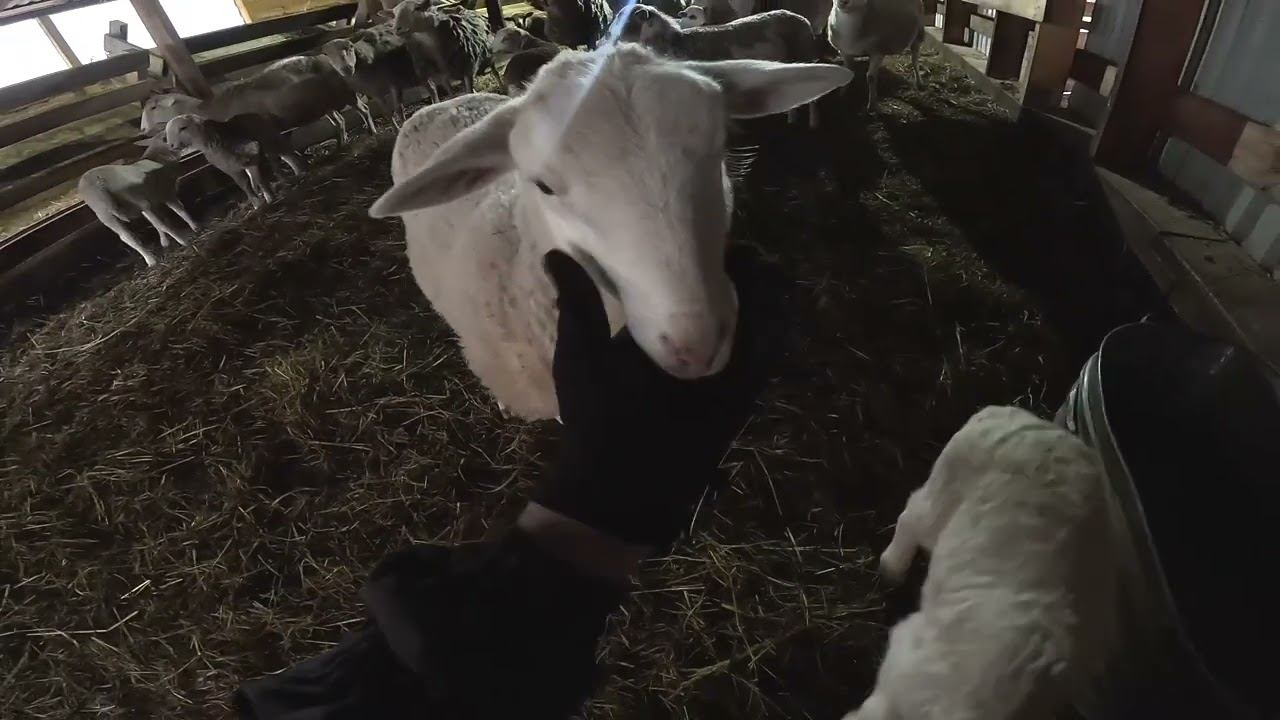 Дорожники против бобра ! Трактор отремонтировал ! ХУТОР В ЛЕСУ №910 смотреть онлайн