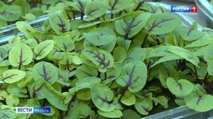 В российской агрономической отрасли набирает обороты выращивание микрозелени