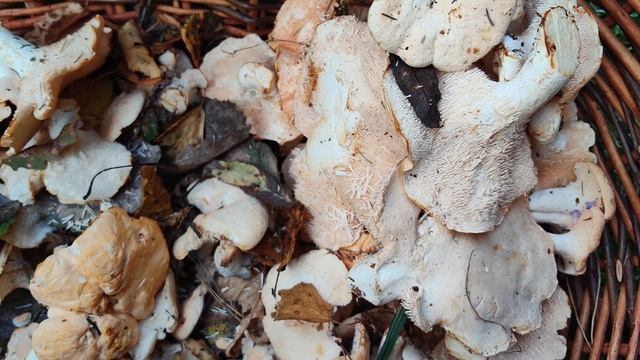 Сбор и заготовка ежовика желтого смотреть онлайн