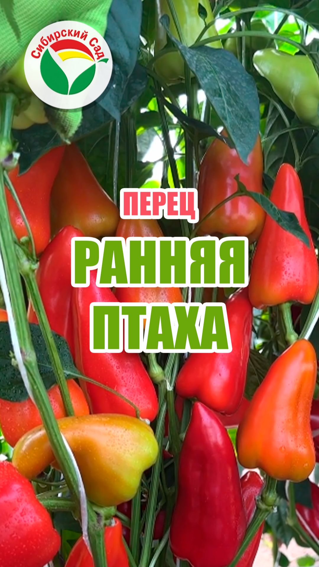 Перец Ранняя птаха