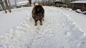 Кавказец охраняет ! Кто-то ходит тут .. ХУТОР В ЛЕСУ №956