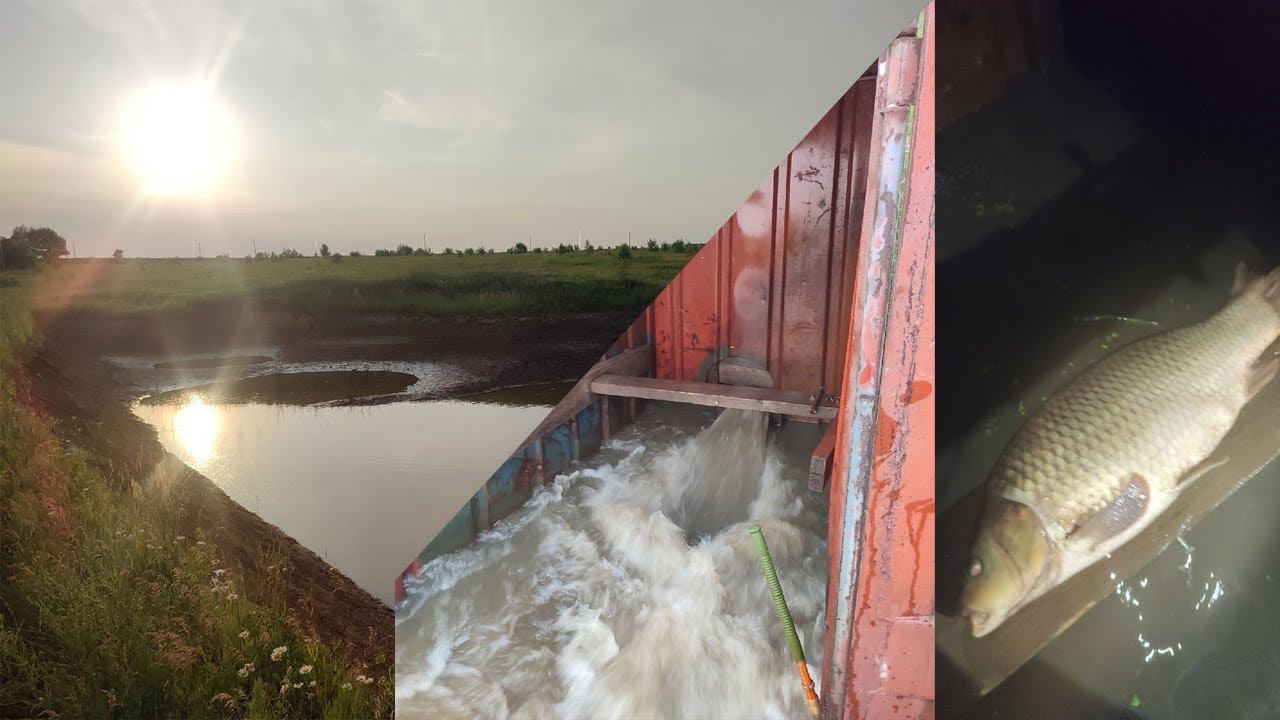 Перезапуск карпа из пруда 2022