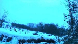 Охота на зайца с эстонкой. один из дней