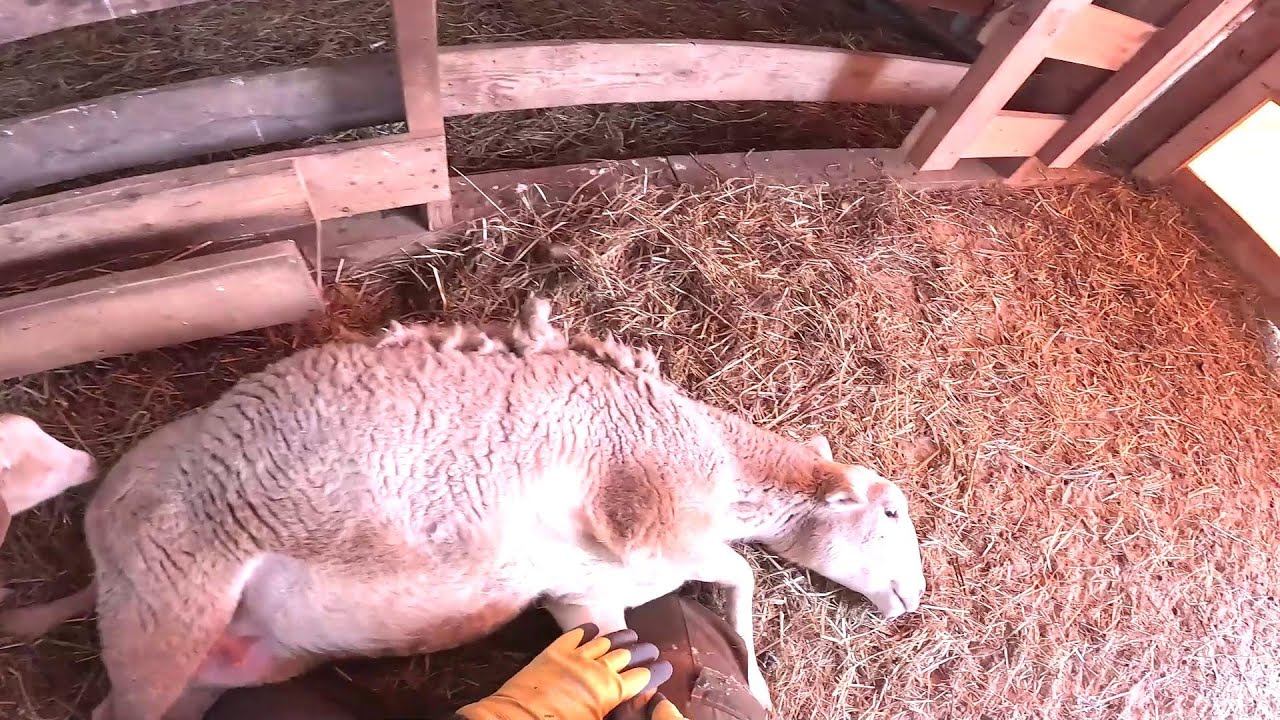 Завалил проверить !Трактор сломался... ХУТОР В ЛЕСУ №953 смотреть онлайн