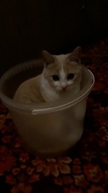 Прекрасное ведёрко смотреть онлайн