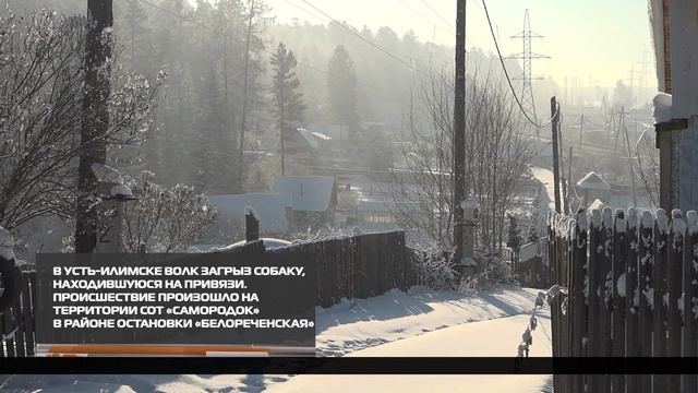 В Усть-Илимске волк загрыз собаку 28-01-2026 смотреть онлайн